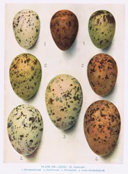 Eggs: Roseate Tern, Common Tern, etc., illustration from 